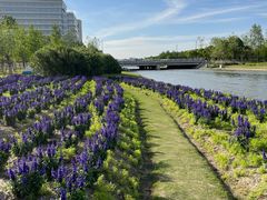 -春花秋色城市公园