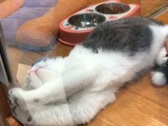 -龟与熊猫宠物公园(南坪店)