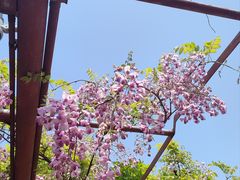 -嘉定紫藤园