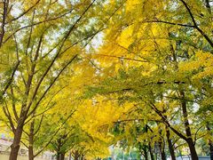 -三里屯东五街银杏大道