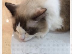 -糯米喵星人·撸猫猫舍咖啡馆(西市场嘉华店)