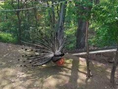 -哈尔滨北方森林动物园