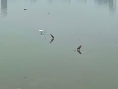 -艾溪湖湿地公园