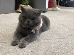 -歎雪糕低糖低脂Gelato冰淇淋