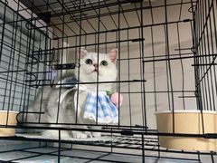 -喵百万·布偶·蓝金金渐层英短·猫舍(百子湾店)