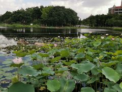-映月湖公园