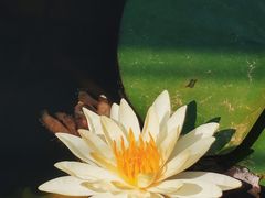 -映月湖公园