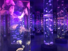 -梦幻海洋王国(吾悦广场张家港店)