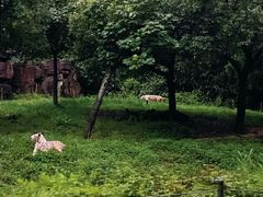 -杭州野生动物世界