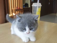 -猫十亿·布偶金渐层·曼基康矮脚猫舍(青年路店)