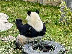 -上海野生动物园
