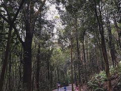 -滴水岩森林公园