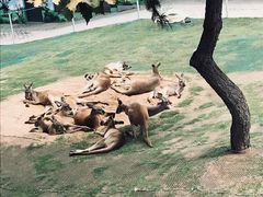 -西霞口神雕山野生动物世界