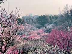 -南京古林公园