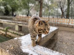 -西园寺
