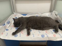 -灵美宠物诊所