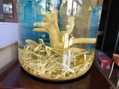 -巧婆婆特色东北菜·铁锅炖
