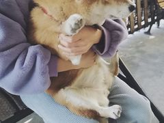 -柴犬高等学院·狗咖·柴犬售卖·宠物训练