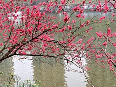 -重庆彩云湖湿地公园