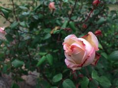 -鹅湖玫瑰文化园