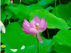 -荷塘月色湿地公园·向阳花洲