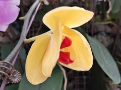 -北京植物园-展览温室