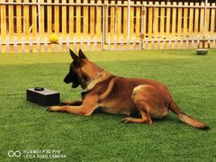 -北京京卫宠物寄养训练中心