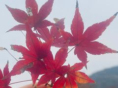 -品鲜村农家菜·阳澄湖大闸蟹(总店)