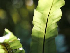 -野象谷景区