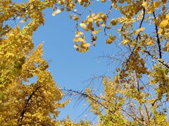 -高庙村(地铁站)