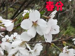 -西安青龙寺遗址景区