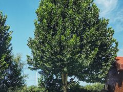 -北京张裕爱斐堡酒庄