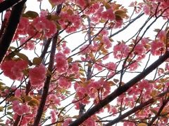 -高东镇樱花园