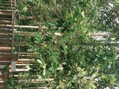 -七仙岭温泉国家森林公园