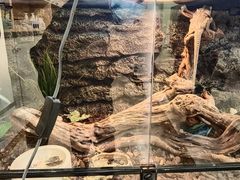 -猫十亿·布偶金渐层·曼基康矮脚猫舍(青年路店)