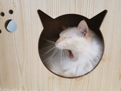 -猫小院猫主题咖啡厅(北锣店)