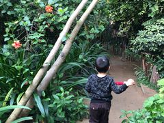 -呀路古热带植物园