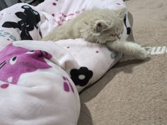 -爱佳宠物中心医院24H·CT·骨外科·猫专科(瑶海万达店)