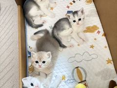 -申普宠物医院·眼科·心内科·影像科(普陀分院)