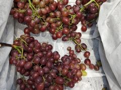 -白鹿原葡萄主题公园