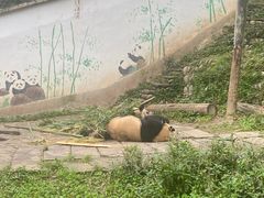 -中国大熊猫保护研究中心雅安碧峰峡基地