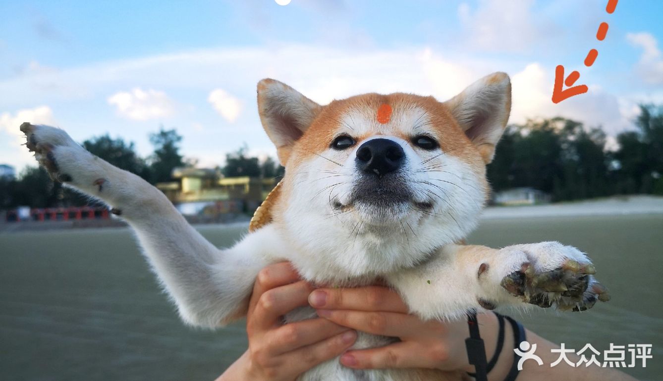 Go！[加油]「侨港海滩🏖️」汪界“辛巴”到此一游🐶🐶🐶