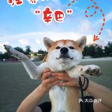 Go！[加油]「侨港海滩🏖️」汪界“辛巴”到此一游🐶🐶🐶