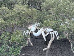 -北海金海湾红树林生态旅游区