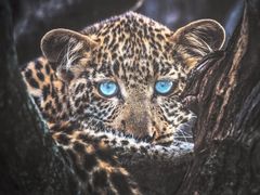 -罗红摄影艺术馆