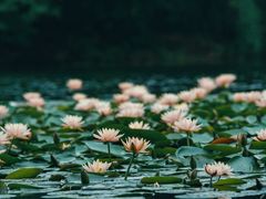 -茅家埠