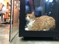 -PETKIT小佩宠物·低压洗护(国顺东路店)