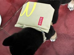 -纳吉亚猫专科动物医院·北北分院