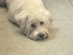 -艾贝尔宠物医院·狂犬免疫点(江山金象城店)