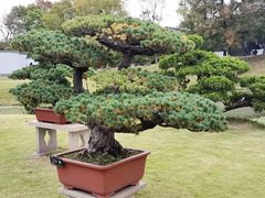 -扬州大运河文化旅游度假区·盆景园